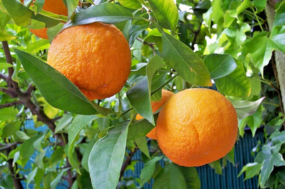 100+ Bitter Orange Seeds | Citrus aurantium | Sour Orange Tree | Garden & Orchard Citrus