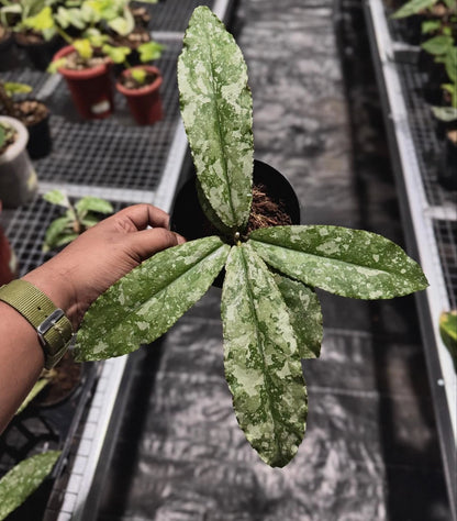 Hoya Undulata Silver Rare Tropical Indor Outdor Wax Plant