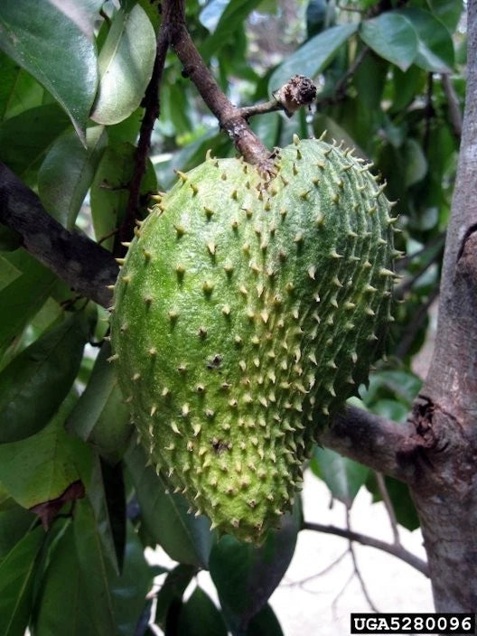 100+ 'Cuban Fibreless' Soursop Seeds (Annona muricata) – Elite Sweet Graviola Botanical Specimen (Collectors Quality)