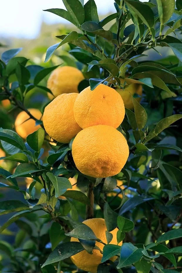 Yuzu Citrus Seeds (Citrus junos) – Premium Certified Rare Citrus Fruit Tree Seeds for Planting