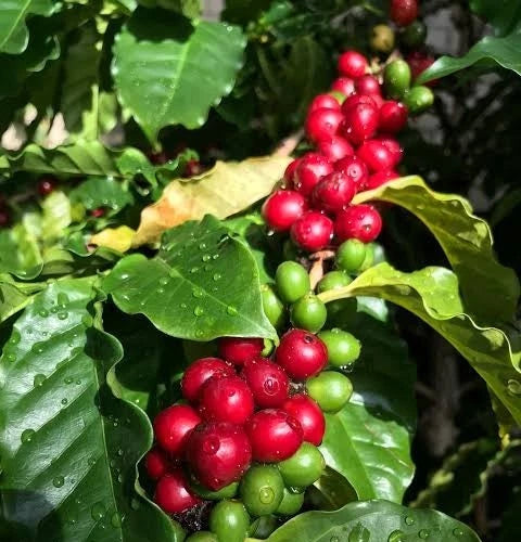 SL6 Coffee Seeds (Coffea arabica var. SL6) – Premium Certified High-Yield Gourmet Arabica Coffee Bean Plant Seeds for Planting