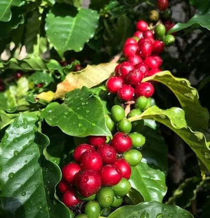 SL6 Coffee Seeds (Coffea arabica var. SL6) – Premium Certified High-Yield Gourmet Arabica Coffee Bean Plant Seeds for Planting