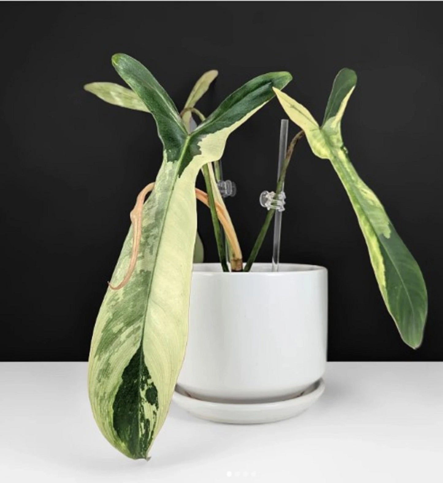Rare Philodendron Longilobatum Variegated - Exotic Tropical Aroid Houseplant