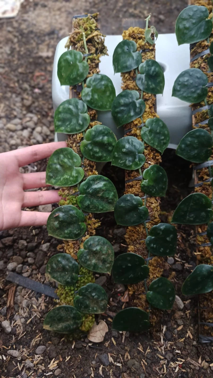 Scindapsus 'Black Mamba' (Borneo) – Rare Dark-Leaf Tropical Aroid
