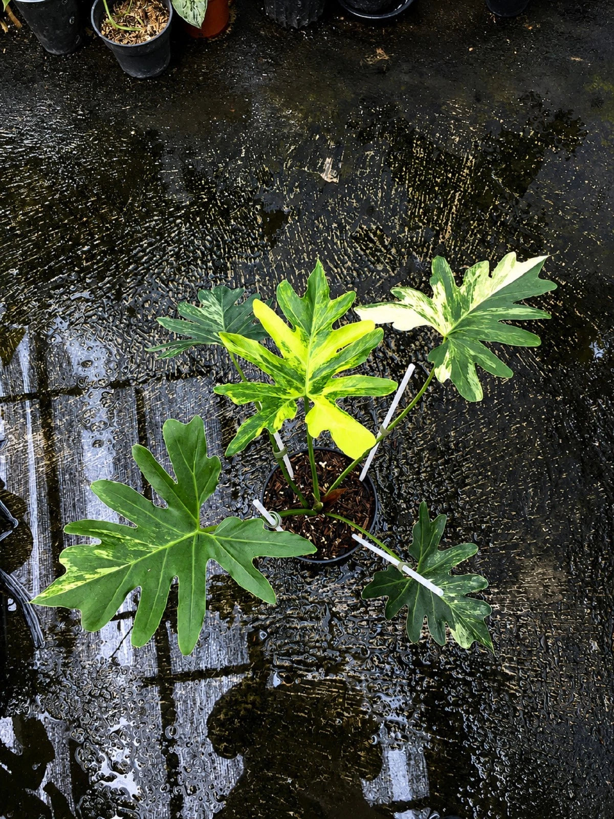 Rare Thaumatophyllum saxicola 'Variegata' - Exquisite Variegated Tropical Aroid