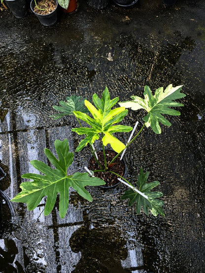 Rare Thaumatophyllum saxicola 'Variegata' - Exquisite Variegated Tropical Aroid