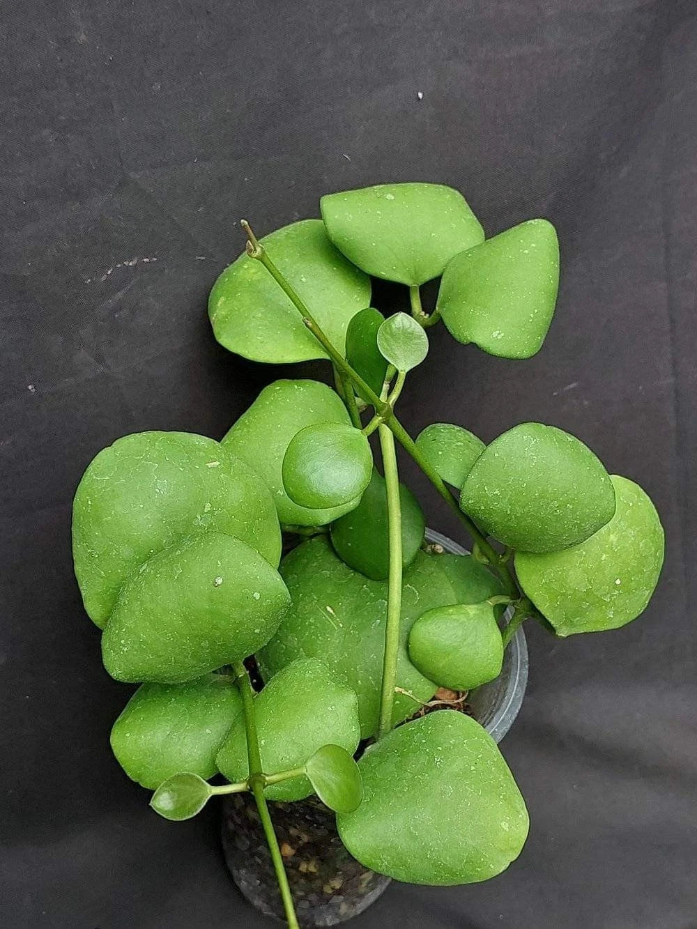 Hoya Kastbergii Live Plant (Hoya kastbergii) – Premium Rare Epiphytic Wax Plant Trailing Vine Specimen for Indoor & Outdoor Display