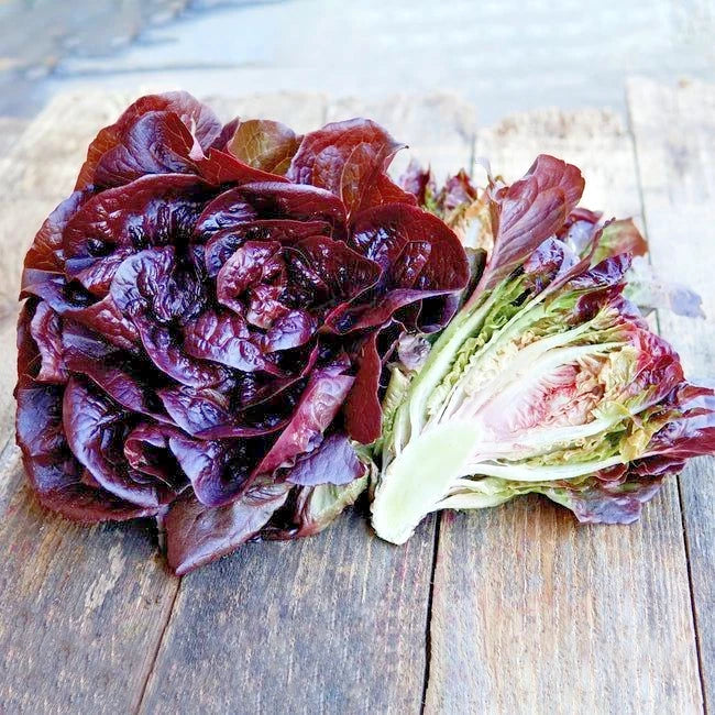 Red Romaine Lettuce Seeds (Lactuca sativa var. longifolia 'Red Romaine') – 1,000++ Bulk Premium Fresh Crisp Gourmet Red Lettuce Seeds