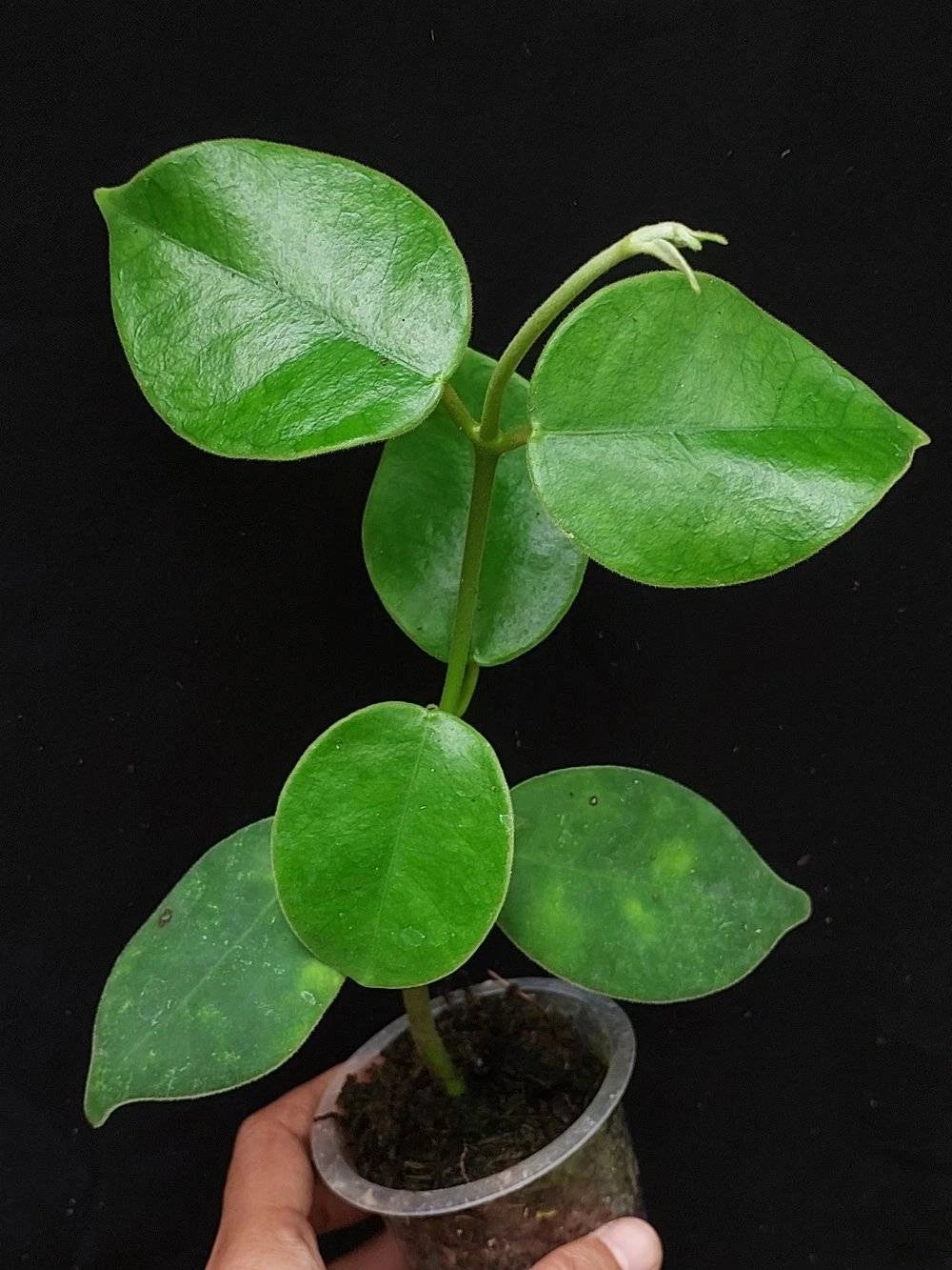 Hoya Gigas Rare Tropical Indoor Outdoor Wax Plant – Premium Rare Large-Leafed Wax Plant Climbing & Trailing Vine Specimen for Indoor & Outdoor Display