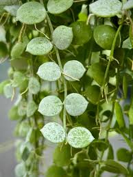 Dischidia Nummularia “Java” | Rare Tropical Trailing Plant | Very Beautiful Leaves | Exotic Houseplant