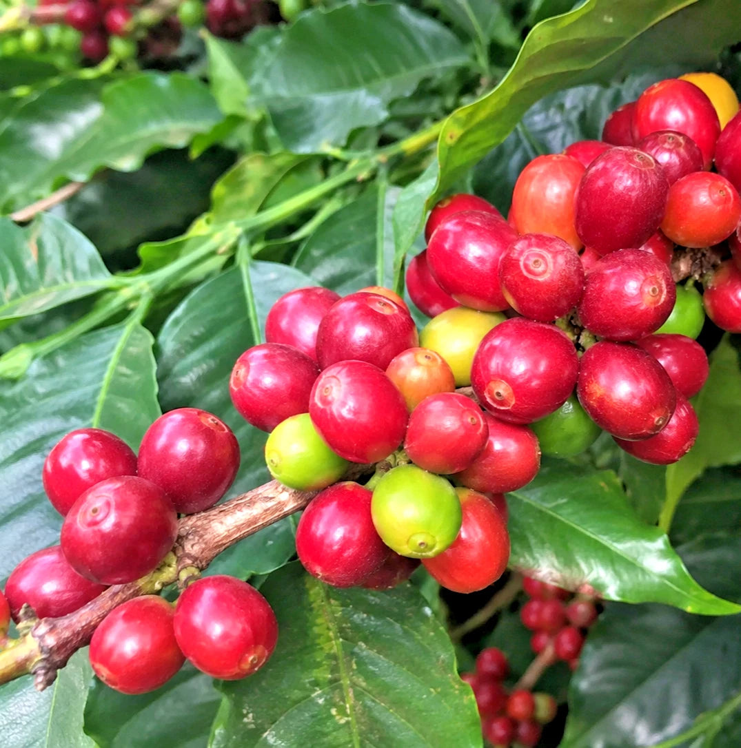 120+ Red Caturra Coffee Seeds (Coffea arabica var. 'caturra') – Premium Dwarf Arabica Bean Tree & Specialty Plantation Seeds for Planting