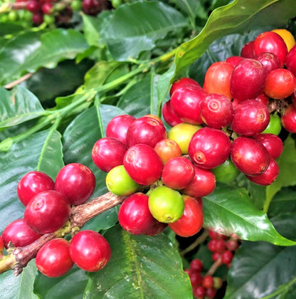 120+ Red Caturra Coffee Seeds (Coffea arabica var. 'caturra') – Premium Dwarf Arabica Bean Tree & Specialty Plantation Seeds for Planting