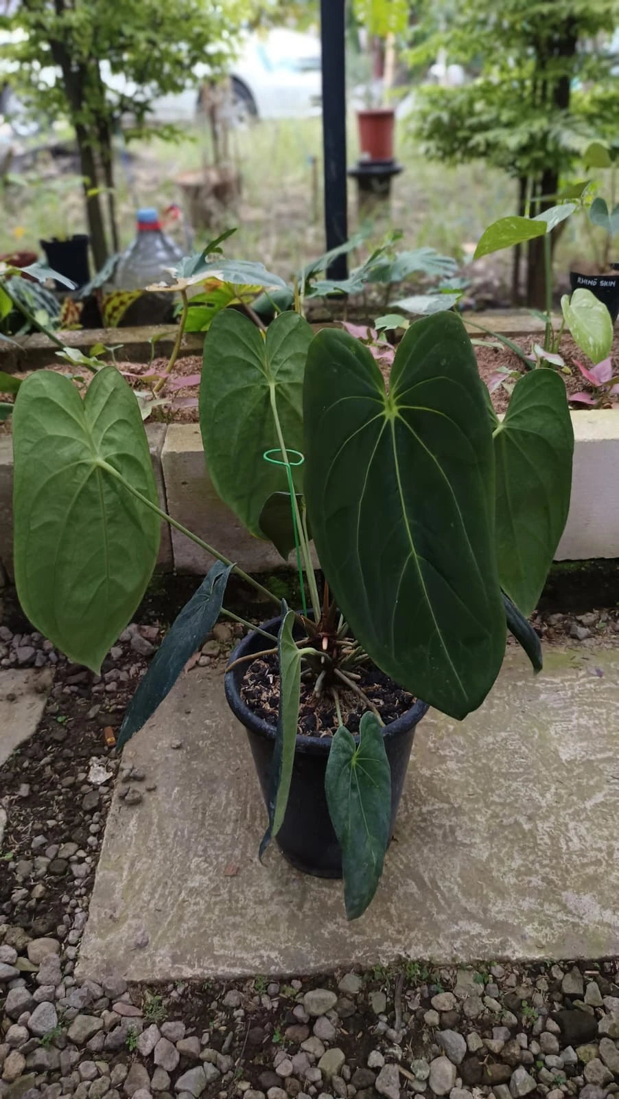 Anthurium 'Legacy' (Dark Form) – Large-Form Specimen – Rare Tropical Aroid Collector’s Masterpiece