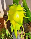 Golden Isis Pitaya (Dragon Fruit) – 3,500+ Premium Seeds (Selenicereus megalanthus)