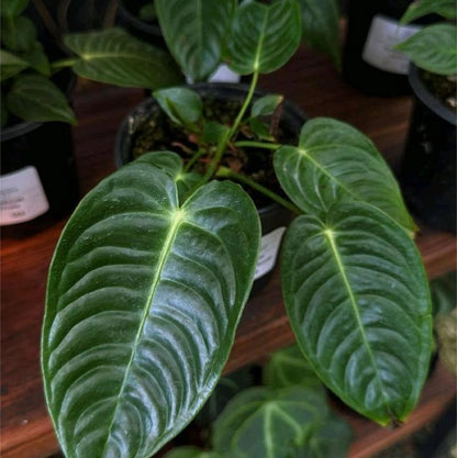 Anthurium veitchii (King Anthurium) – Magnificent Rare Tropical Specimen