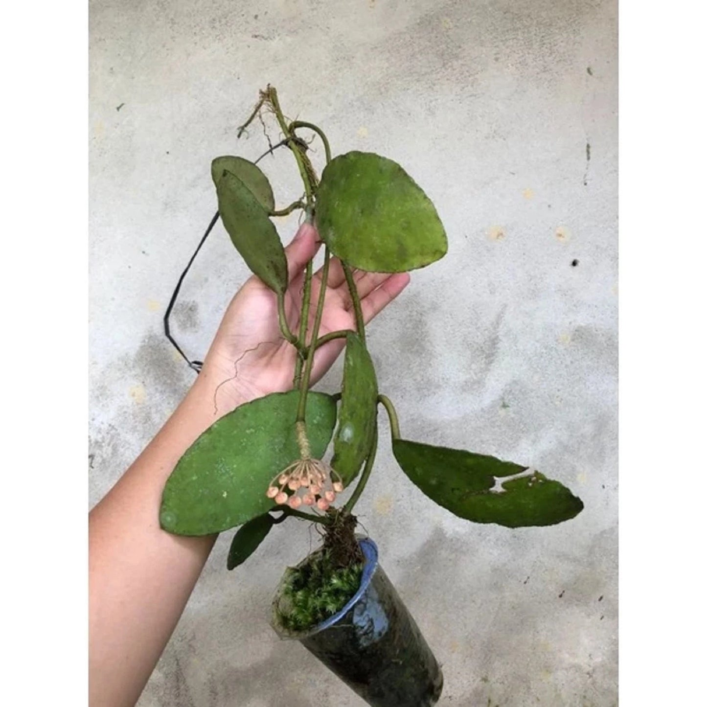 Hoya dahlia - Rare Tropical Wax Plant