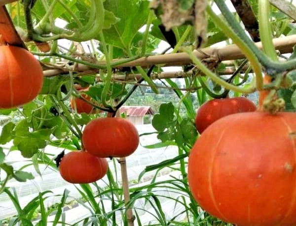 Japanese Kabocha Squash Seeds (Cucurbita maxima 'Kabocha') – 50+ Premium Fresh Heirloom Sweet Japanese Pumpkin Seeds