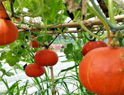Japanese Kabocha Squash Seeds (Cucurbita maxima 'Kabocha') – 50+ Premium Fresh Heirloom Sweet Japanese Pumpkin Seeds