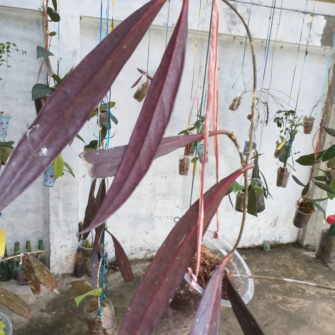 Hoya sulawesiana 'Red Leaves' (Sulawesi Selection) – Rare Tropical Wax Plant Live Epiphytic Vine with Stunning Red Foliage