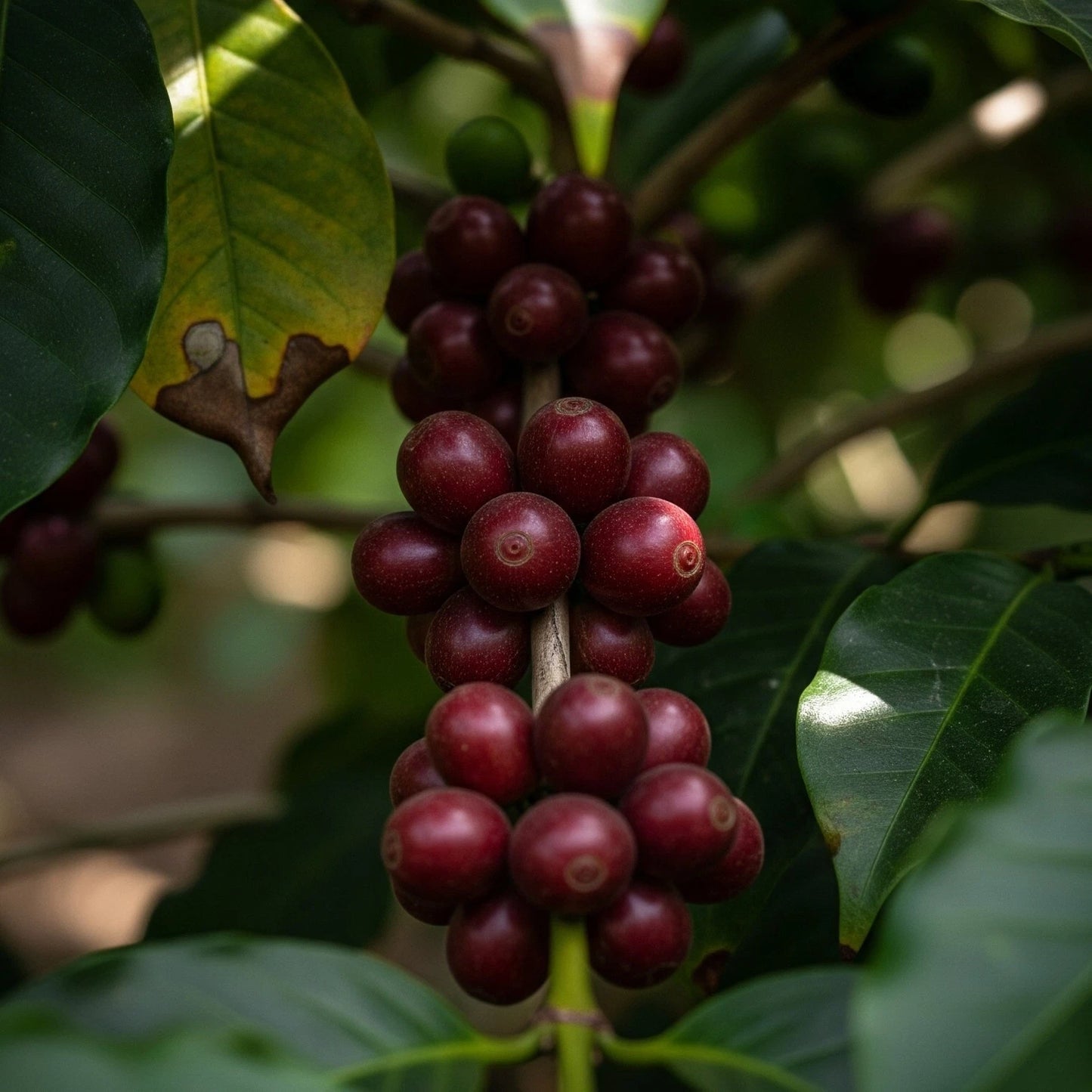 Geisha Brown Tip Coffee Seeds (120+ Bulk Seeds, Coffea arabica var. Geisha Brown Tip) – Premium Rare Heirloom Specialty Coffee Plant Seeds for Planting