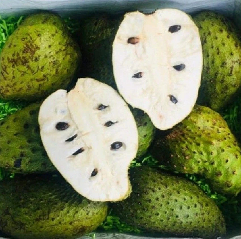 Premium Soursop Seeds var. Tainung (Annona muricata) – Sweet Soursop Exotic Fruit Seeds for Planting (100 Pcs)