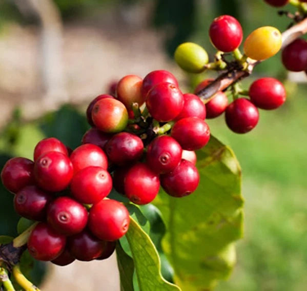 Pacas Coffee Seeds (Coffea arabica / 120+ Dwarf Bourbon Mutation Coffee Bean Seeds) – Premium Exotic Botanical Specimen Plant Seeds for Planting