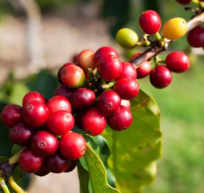 Pacas Coffee Seeds (Coffea arabica / 120+ Dwarf Bourbon Mutation Coffee Bean Seeds) – Premium Exotic Botanical Specimen Plant Seeds for Planting