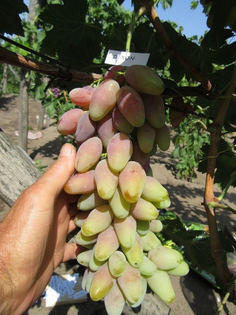 Dixon Grape Seeds (Vitis vinifera 'Dixon') – Premium Certified Table Grape Fruit Vine Seeds for Planting