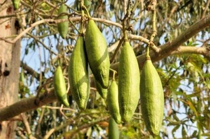 100+ Kapok Tree Seeds | Randu Cotton Tree | Ceiba Pentandra | Fast Growing Tropical Tree