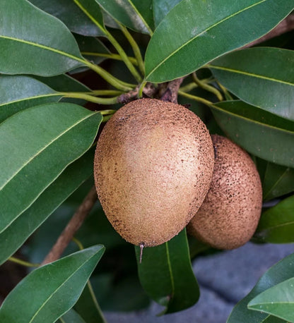 Silas Wood Sapodilla Seeds (Manilkara zapota) – 35+ Premium Dwarf High-Yielding Chikoo Seeds