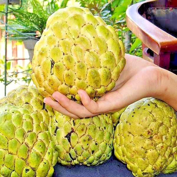 Giant Custard Apple Seeds 1000+ (Annona squamosa var. Jumbo Sugar Apple) – Rare Extra-Large Sweet Tropical Fruit Tree Seeds for Cultivation