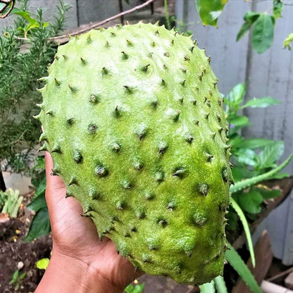 Mandalik Soursop Seeds (Annona muricata / 100+ Premium Specialty Mandalik Graviola Guanabana Fruit Seeds) – Premium Exotic Botanical Specimen Plant Seeds for Planting