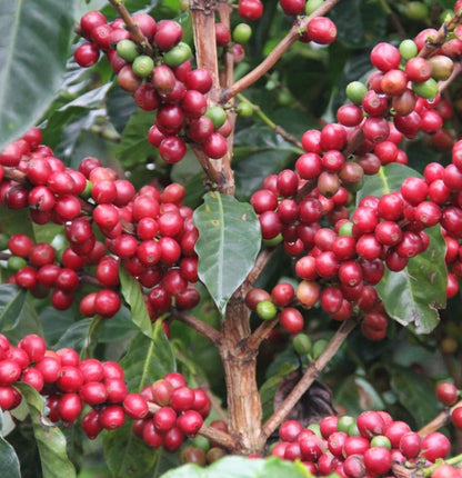 Bourbon Mayaguez (BMJ) Coffee Seeds (Solani) – 120 Premium Certified Coffee Seeds for Planting