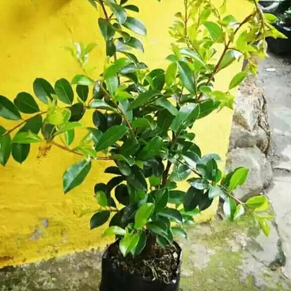 Grafted Lily Pilly Water Apple Tree - Sweet Tropical Fruit Plant