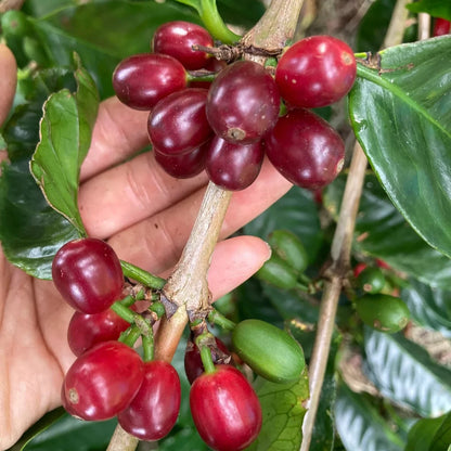 Geisha Honduran Coffee (Coffea arabica) – 120+ Premium Micro-Lot Seeds