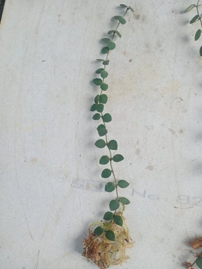 Hoya boycei Mini Sp. Borneo – Rare Tropical Wax Plant Live Cutting & Exotic Epiphytic Botanical Specimen