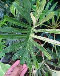 Thaumatophyllum Adamantinum Variegated | Rare Variegated Tropical Plant | Large Size | Real Plant Photo