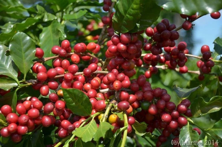 Parainema Coffee Seeds (Coffea arabica var. Parainema) – Premium Certified Disease-Resistant Specialty Gourmet Coffee Bean Seeds for Planting (120 Pcs)