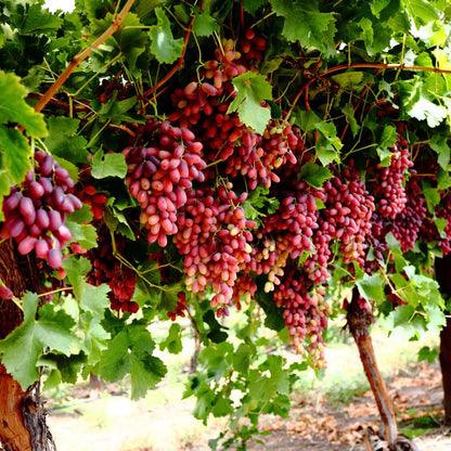 Premium Crimson Seedless Grape Seeds (Vitis vinifera var. Crimson) – Exotic Sweet Red Table Grape Fruit Seeds for Planting (100+ Pcs)