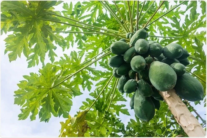 Extra Sweet Carisya Papaya Seeds (Carica papaya) – High-Yield Tropical Fruit Seeds for Planting