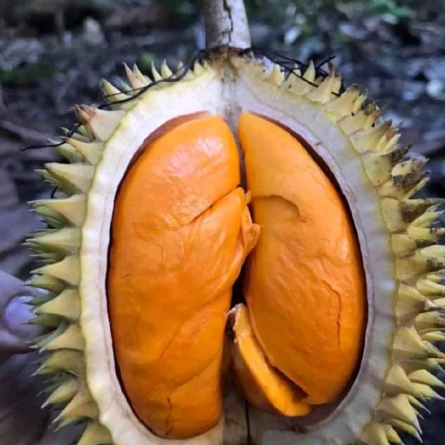 Grafted 'Super Copper' Durian Tree – Premium Fast-Growing Tropical Fruit