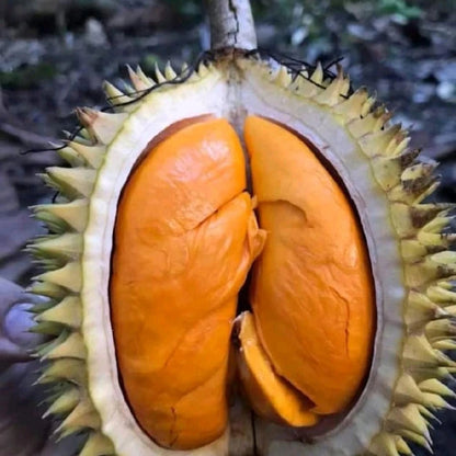 Grafted 'Super Copper' Durian Tree – Premium Fast-Growing Tropical Fruit