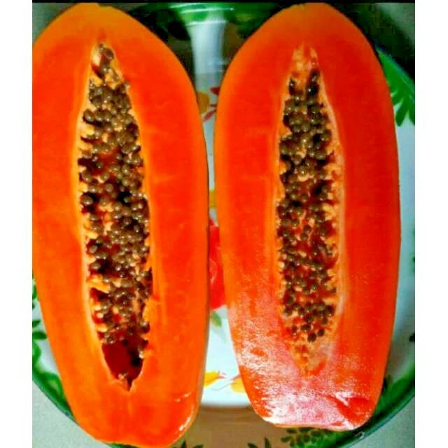 Red Pome Papaya Seeds (Carica papaya / 150+ Premium Deep Red Flesh Tropical Fruit Seeds) – Premium Exotic Botanical Specimen Plant Seeds for Planting