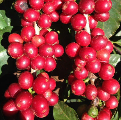 Hybrid H1 Coffee Seeds (Sarchimor x Rume Sudan) (Coffea sp. / 120+ Premium Elite Disease-Resistant Specialty Coffee Bean Seeds) – Premium Botanical Specimen Plant Seeds for Planting