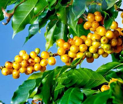 2000+ Premium Yellow Catuai Coffee Seeds (Coffea sp. Catuai) – Certified Heirloom Specialty Arabica Crop for Planting