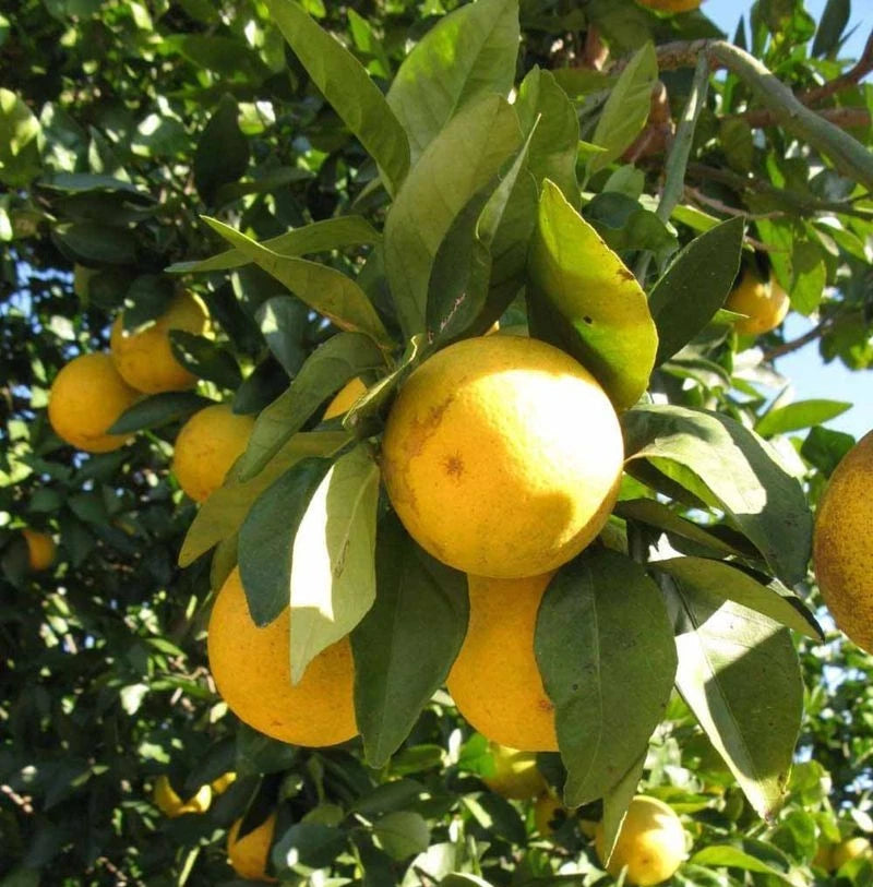 Hime-Kawachi Bankan Orange Seeds (Citrus kawachiensis) – 100 Premium Japanese Citrus Seeds