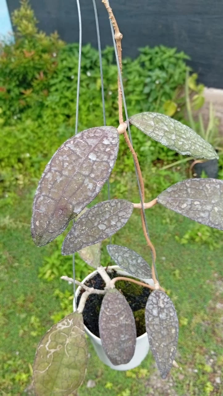 Hoya clemensiorum – Dark-Leaf Rare Tropical Wax Plant