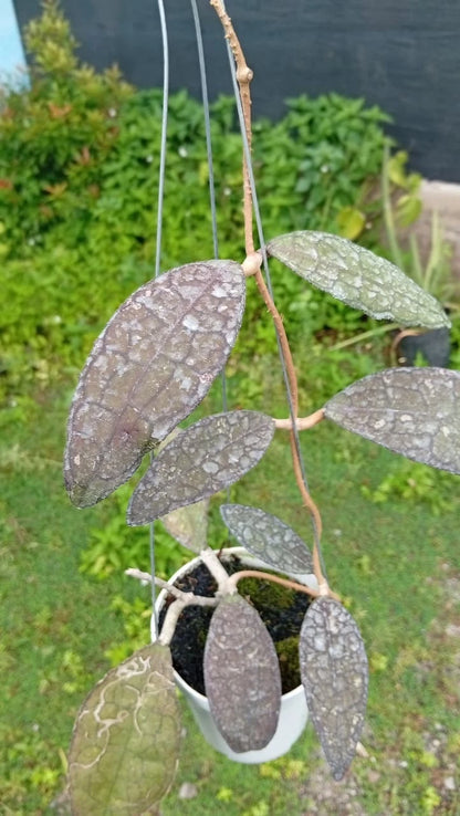 Hoya clemensiorum – Dark-Leaf Rare Tropical Wax Plant