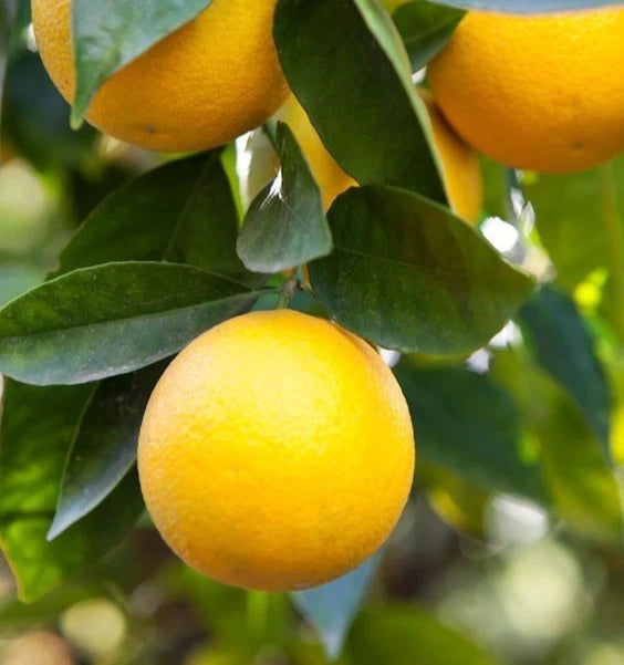 Hime-kawachi Bankan Orange Seeds (Citrus kawachiensis / 100+ Premium Japanese Sweet-Acid Citrus Fruit Seeds) – Premium Exotic Botanical Specimen Plant Seeds for Planting