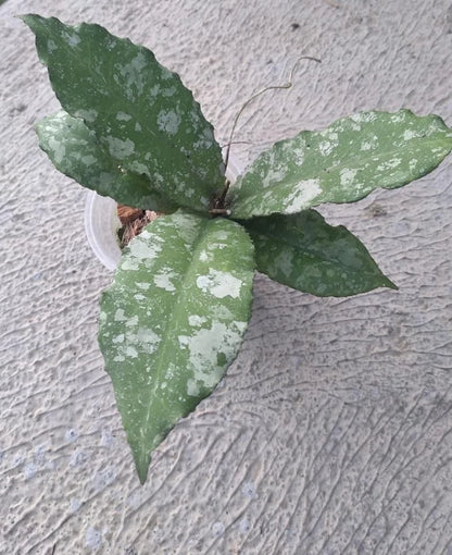 Premium Hoya Undulata Army Green Live Plant (Hoya undulata) – Rare Bornean Wax Plant Specimen with Distinctive Wavy Foliage for Collectors